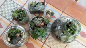 projects: terrariums 